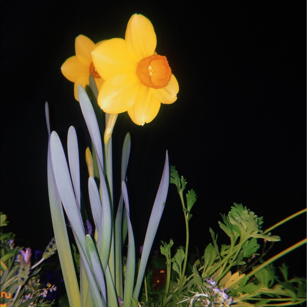 Meet your Posher, Delilah